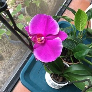 Meet your Posher, Laurie